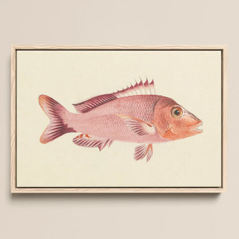 Red Snapper - Luigi Balugani Sea Life Art Print / Canvas, Luigi Balugani, Balugani’s Red Snapper, Luigi Balugani Sea