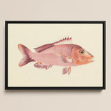 Red Snapper - Luigi Balugani Sea Life Art Print / Canvas, Luigi Balugani, Balugani’s Red Snapper, Luigi Balugani Sea