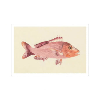 Red Snapper - Luigi Balugani Sea Life Art Print / Canvas, Luigi Balugani, Balugani’s Red Snapper, Luigi Balugani Sea