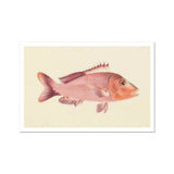 Red Snapper - Luigi Balugani Sea Life Art Print / Canvas Pink Fish Spiny Fins Scales Rendered Vintage Scientific Luigi Balugani, Balugani’s