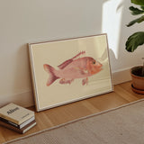 Red Snapper - Luigi Balugani Sea Life Art Print, Framed Artwork Pink Fish Detailed Fins Scales