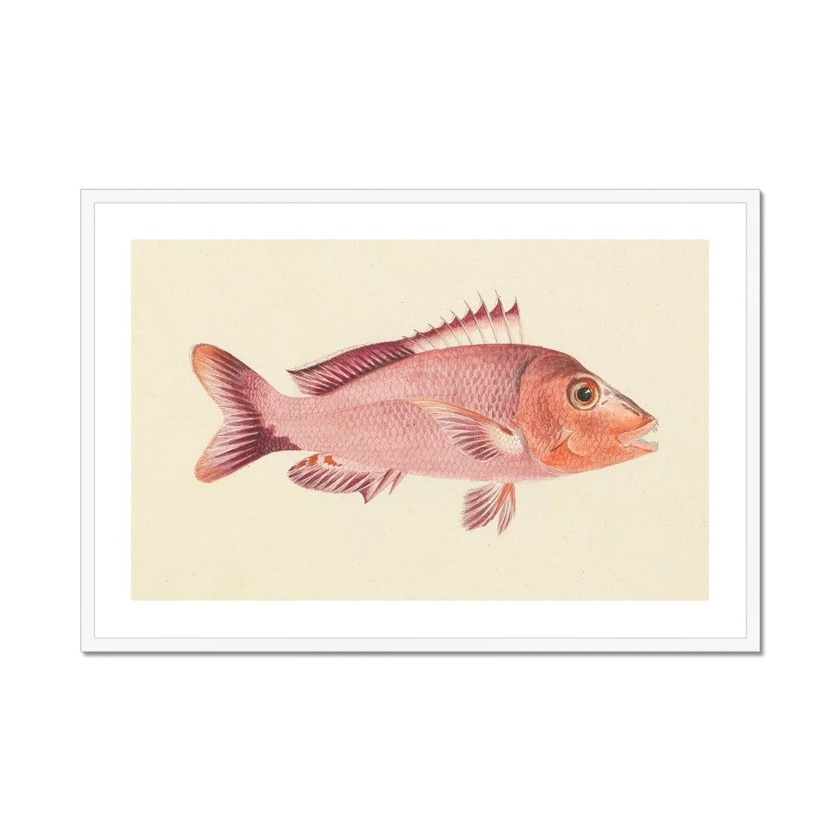 Red Snapper - Luigi Balugani Sea Life Art Print