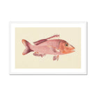 Red Snapper - Luigi Balugani Sea Life Art Print