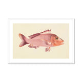 Red Snapper - Luigi Balugani Sea Life Art Print, Pink Fish Spiny Fins Prominent Eye