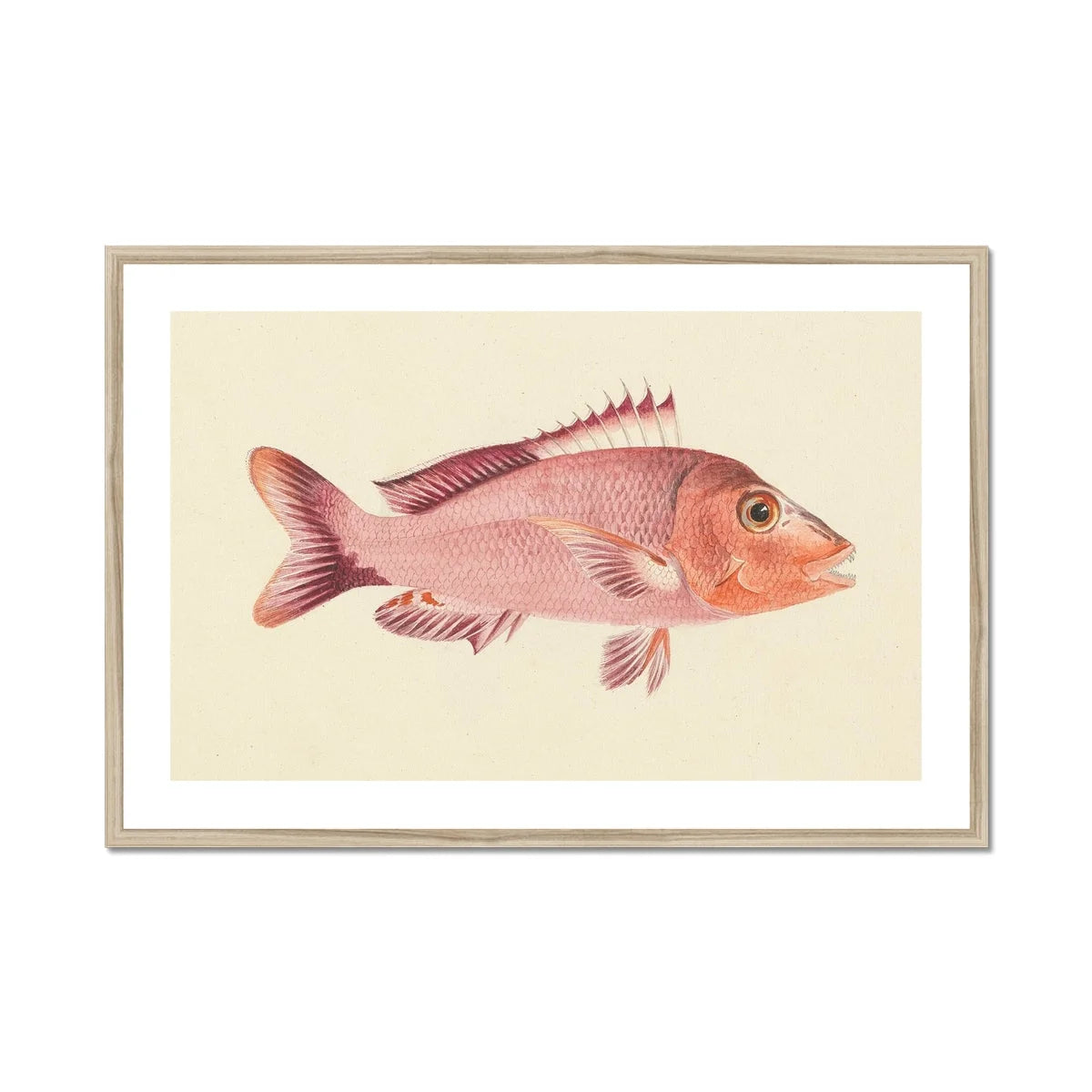 Red Snapper - Luigi Balugani Sea Life Art Print