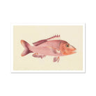 Red Snapper - Luigi Balugani Sea Life Art Print