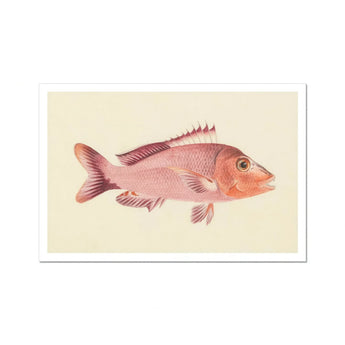 Red Snapper - Luigi Balugani Sea Life Art Print, Pink Fish Spiny Fins Scales Rendered Vintage Scientific