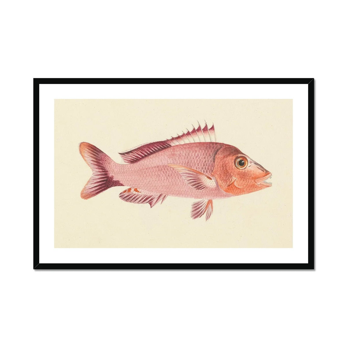 Red Snapper - Luigi Balugani Sea Life Art Print