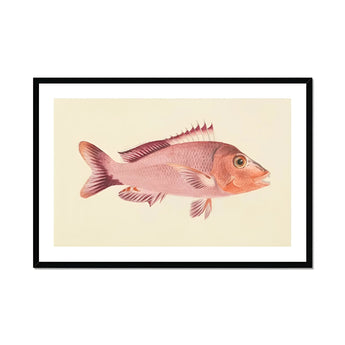 Red Snapper - Luigi Balugani Sea Life Art Print, Pink Fish Spiny Fins Scales Rendered Vintage Scientific