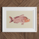 Red Snapper - Luigi Balugani Sea Life Art Print, White-framed Artwork Pink Fish Detailed Fins Scales