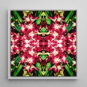 Ruby Reds - Bangkok Orchid Art Framed Canvas, 12x12’’ / 31x31cm / White Floating Frame, Symmetrical Floral Artwork