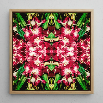 Ruby Reds - Bkk Flower Market Orchid Op-Art-Print / Leinwand, 12x12’’ / 31x31cm / Naturrahmen, Poster, Drucke & visuelle Kunstwerke, Toby Leon