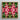 Square-framed Artwork Vibrant Symmetrical Mandala Design Deep Pink Bangkok’s Flower, Bangkok Market, Kaleidoscopic Art Print