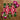 Vibrant Square Print Symmetrical Kaleidoscopic Pattern Pink White Bangkok’s Flower, Bangkok Market, Art