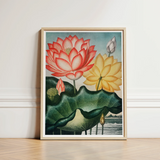 Sacred Egyptian Bean - Robert John Thornton Art Print / Canvas Framed Botanical Illustration Vibrant Pink Yellow Lotus Flowers, Thornton’s