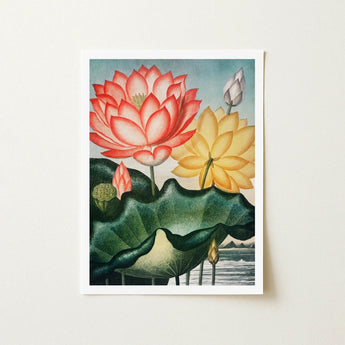 Sacred Egyptian Bean - Robert John Thornton Art Print / Canvas Framed Botanical Illustration Vibrant Pink Yellow Lotus Flowers, Thornton’s
