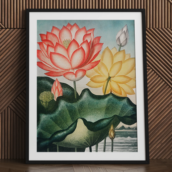 Sacred Egyptian Bean - Robert John Thornton Art Print / Canvas Framed Botanical Illustration Vibrant Pink Yellow Lotus Flowers Robert John