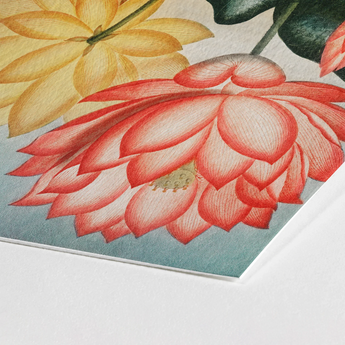 Sacred Egyptian Bean - Robert John Thornton Art Print / Canvas Vibrant Red Lotus Flower Delicate Layered Petals Subtle, Thornton’s Prints