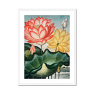 Sacred Egyptian Bean - Robert John Thornton Art Print, Coral Pink Yellow Lotus Flowers Among Green Lily