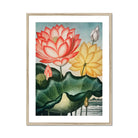 Sacred Egyptian Bean - Robert John Thornton Art Print, Framed Botanical Illustration Coral Yellow Lotus Flowers Green