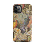 Sea Anemones - Ernst Haeckel Phone Case Iphone 11 Pro Max / Matte Sea Anemone Patterned Phone Case Ernst Haeckel, Sentient Flares,