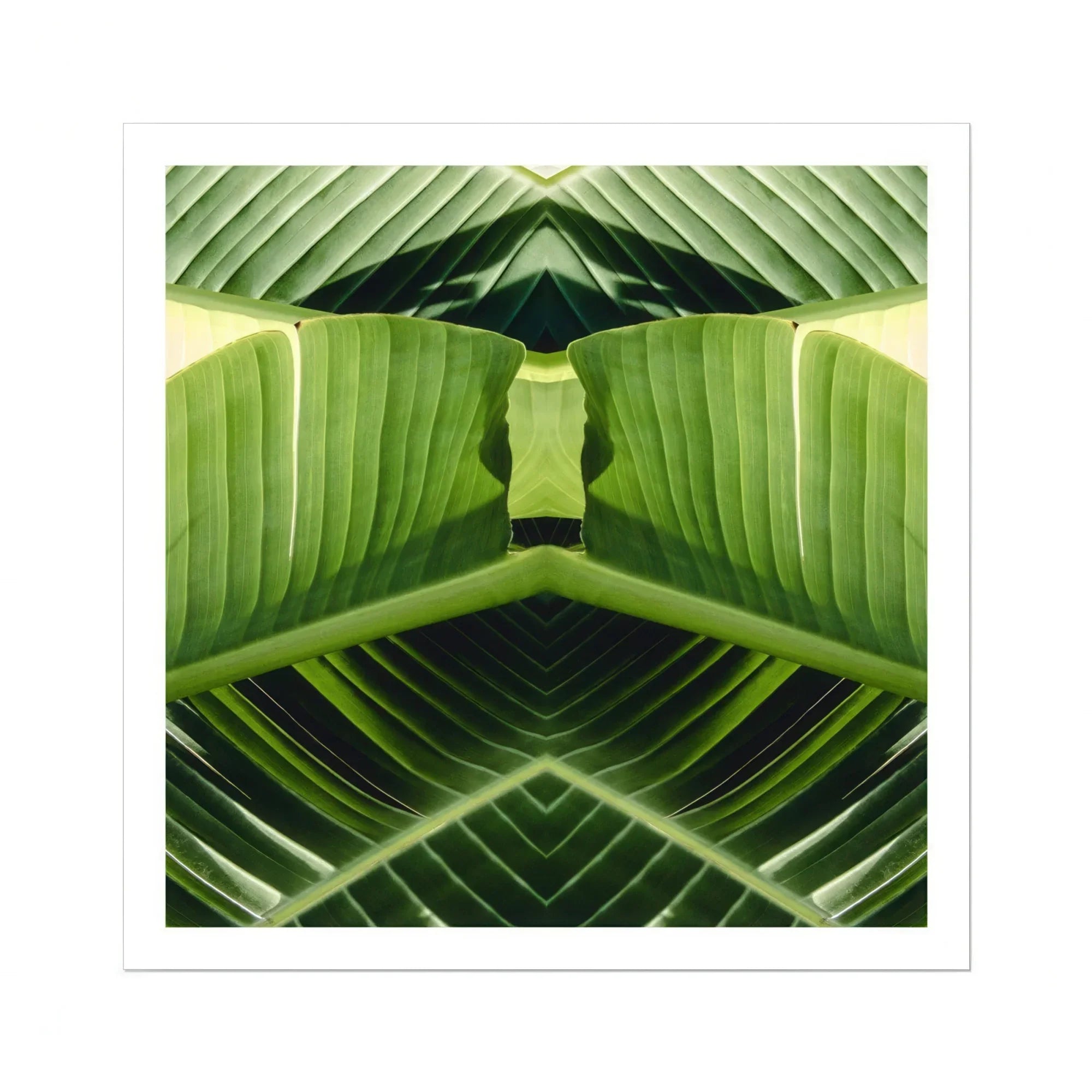 Semaphore - Palm Frond Botanical Op Art Print Posters Prints & Visual Artwork