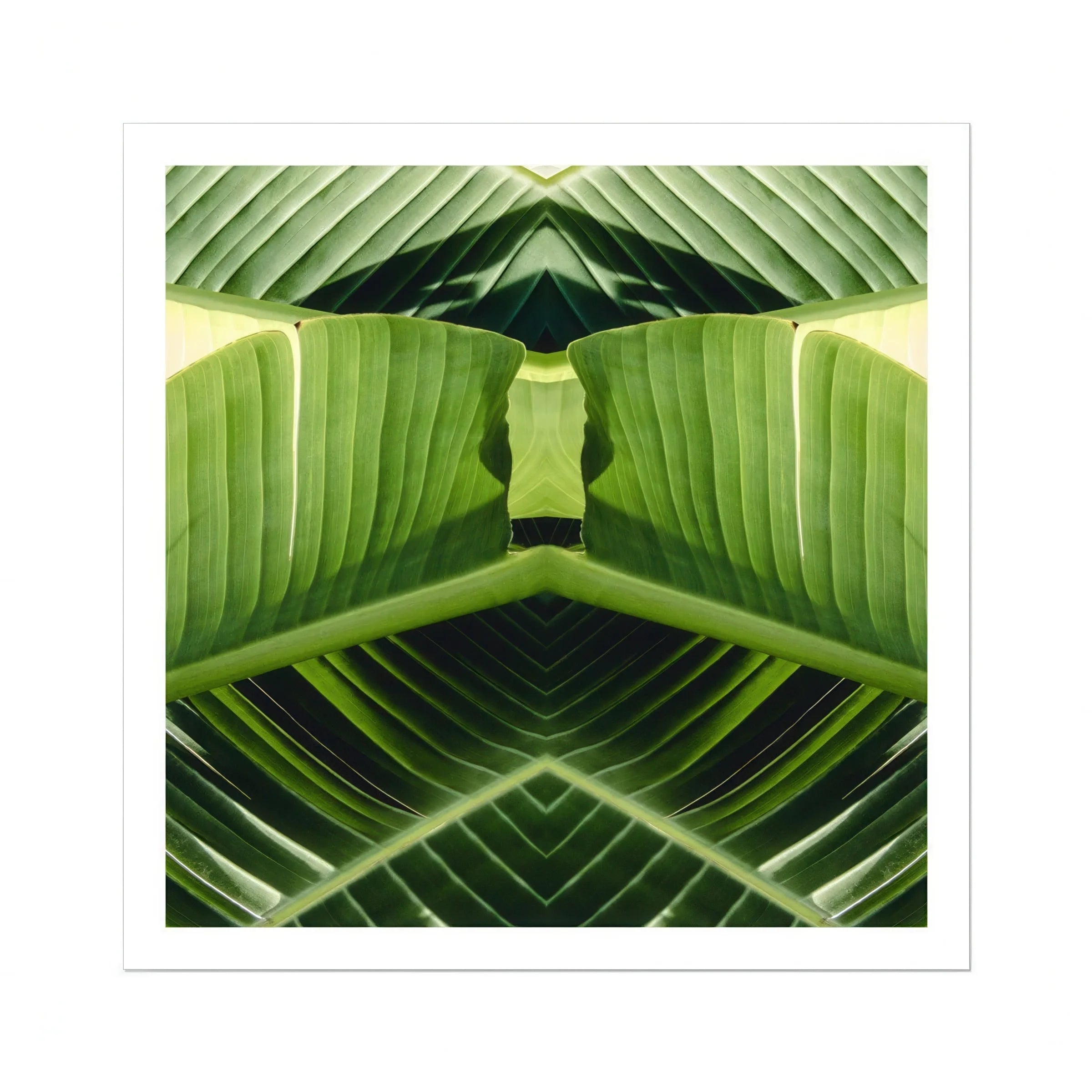 Semaphore - Palm Frond Botanical Op Art Print