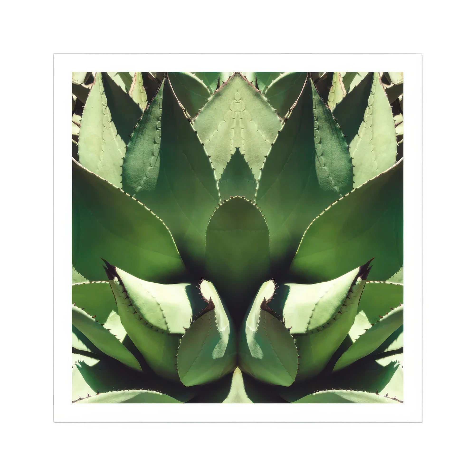 Open Wide - Succulent Agave Op Art Print Posters Prints & Visual Artwork