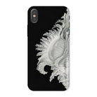 Shell Ernst Haeckel Black & White Sea Life Iphone Case, x / Matte, Black Phone Case Seashell Design