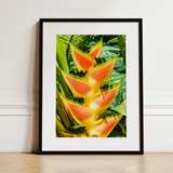 Showstopper - Heliconia Lobster Claw Art Print / Canvas, 12x16’’ / 31x41cm / Black Frame / Matboard, Posters Prints & Visual Artwork, Toby