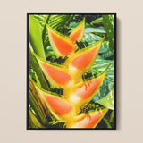 Showstopper - Heliconia Lobster Claw Kunstdruck / Leinwand, 12x16’’ / 31x41cm / Schwarzer Rahmen, Poster, Drucke & visuelle Kunstwerke, Toby Leon