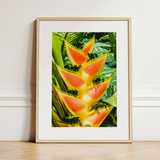 Showstopper - Heliconia Lobster Claw Art Print / Canvas, 12x16’’ / 31x41cm / Natural Frame / Matboard, Posters Prints & Visual Artwork,