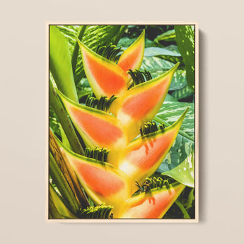 Showstopper - Heliconia Lobster Claw Art Print / Canvas, 12x16’’ / 31x41cm / Natural Frame, Posters Prints & Visual Artwork, Toby Leon
