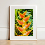 Showstopper - Heliconia Lobster Claw Art Print / Canvas, 12x16’’ / 31x41cm / White Frame / Matboard, Posters Prints & Visual Artwork, Toby