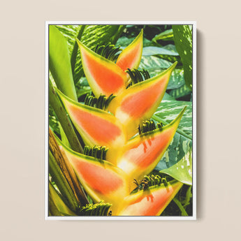 Showstopper - Heliconia Lobster Claw Art Print / Canvas, 12x16’’ / 31x41cm / White Frame, Posters Prints & Visual Artwork, Toby Leon