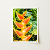 Showstopper - Heliconia Lobster Claw Art Print / Canvas Vibrant Orange Yellow Flower Green Leafy Accents, Captivating, Prints