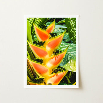 Showstopper - Heliconia Lobster Claw Art Print / Canvas Vibrant Orange Yellow Flower Green Leafy Accents, Captivating, Prints