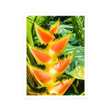 Showstopper - Heliconia Lobster Claw Art Print / Canvas Vibrant Orange Yellow Flower Pointed Bracts Arranged, Captivating, Prints