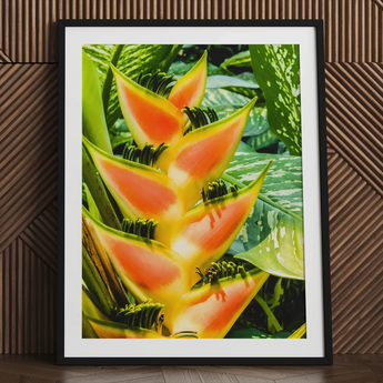 Showstopper - Heliconia Lobster Claw Art Print / Canvas Vibrant Orange Yellow Flower Sleek Black, Captivating, Prints