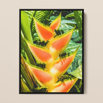 Showstopper - Heliconia Lobster Claw Art Print / Canvas Vibrant Orange Yellow Flower Sleek Black Frame, Captivating, Prints