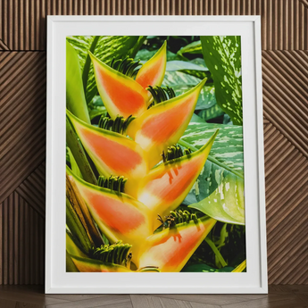 Showstopper - Heliconia Lobster Claw Art Print / Canvas Vibrant Orange Yellow Flower Sleek White, Captivating, Prints