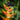 Showstopper - Heliconia Lobster Claw Iphone Case, Flower