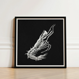Shrimp - Ernst Haeckel Marine Life Art Print / Canvas Detailed White Line Black Background Framed Sleek, Crustacean Specter Materializes,