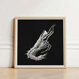 Shrimp - Ernst Haeckel Marine Life Art Print / Canvas Detailed White Line Prawn Black Background Framed Light, Crustacean Specter