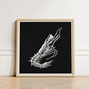 Shrimp - Ernst Haeckel Marine Life Art Print / Canvas Detailed White Line Prawn Black Background Framed Light, Crustacean Specter