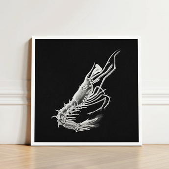 Shrimp - Ernst Haeckel Marine Life Art Print / Canvas Detailed White Line Black Background Framed Simple, Crustacean Specter Materializes,