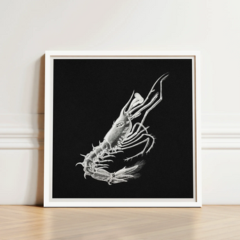 Shrimp - Ernst Haeckel Marine Life Art Print / Canvas Detailed White Line Black Background Framed Simple, Crustacean Specter Materializes,