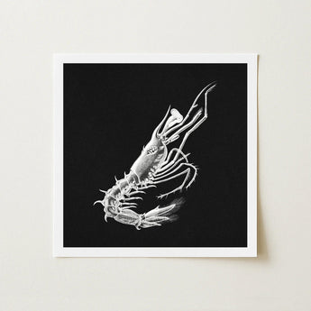 Shrimp - Ernst Haeckel Marine Life Art Print / Canvas Detailed Black-and-white Illustration Rendered Fine Line, Crustacean Specter