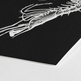 Shrimp - Ernst Haeckel Marine Life Art Print / Canvas Detailed Black-and-white Illustration Textured Black Paper, Crustacean Specter