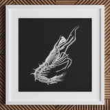 Shrimp - Ernst Haeckel Marine Life Art Print / Canvas Detailed White Chalk Shrimp Black Paper Framed Simple Ernst Haeckel, Crustacean